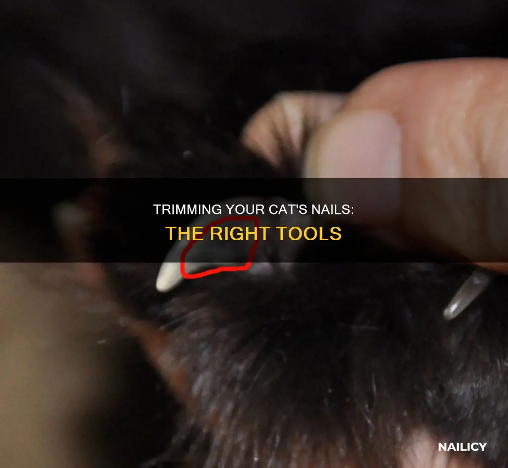 what do you cut your cat nails with