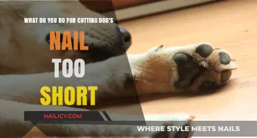 How to Treat and Soothe Your Dog's Injured Nails