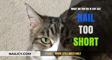 How to Treat Your Cat's Over-Clipped Nails