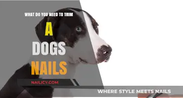 Trimming Your Dog's Nails: The Essential Guide