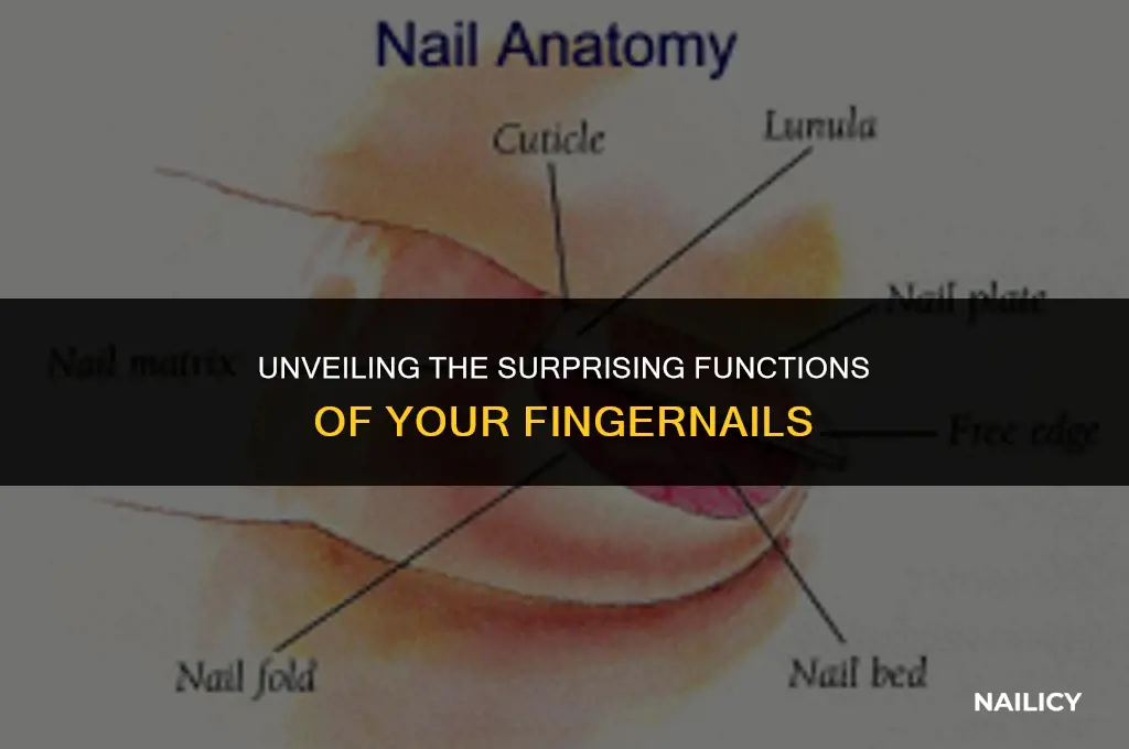 what do your nails do