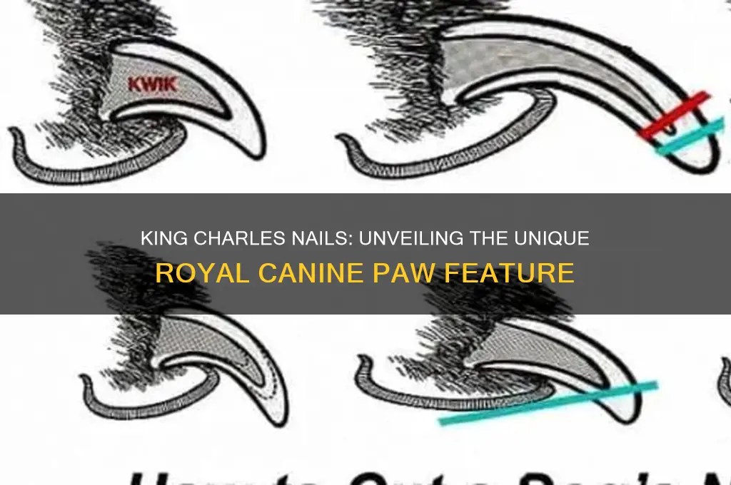what does a king charles nails look like