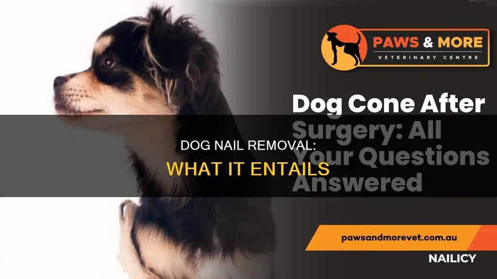 what does adogs nail removal entail