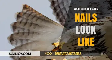 Exploring the Unique Appearance of an Eagle's Talons and Nails