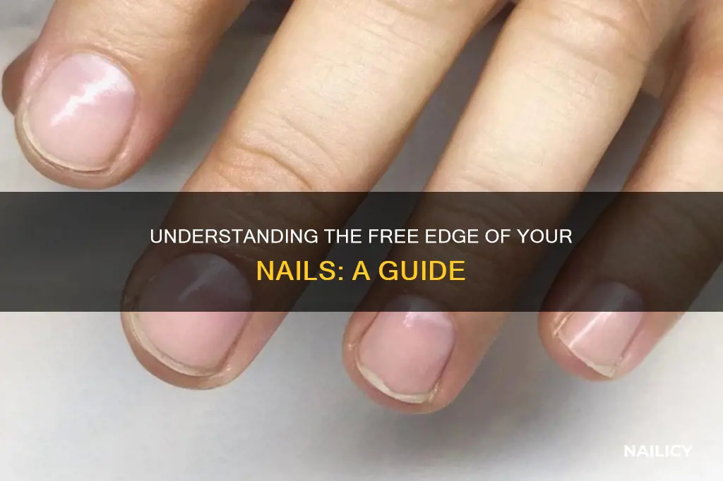 what does free edge of the nail mean