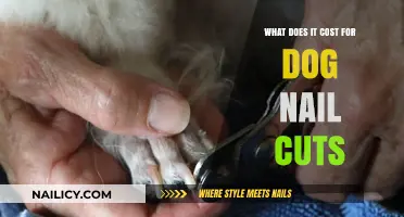 Dog Nail Trims: How Much Should You Pay?