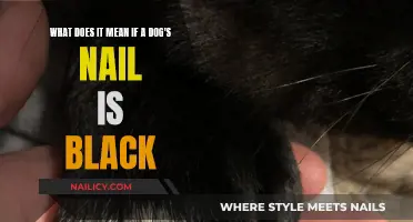 Unraveling the Mystery: Why Your Dog's Nail Is Black