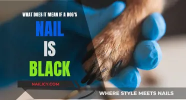 Black Nails in Dogs: What Owners Should Know