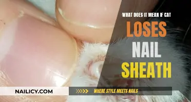 Cat's Nail Sheath Loss: Understanding the Possible Causes and Solutions