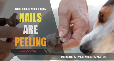 Dog Nail Peeling: What It Means and What to Do