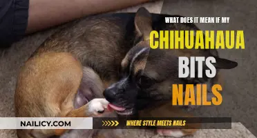 Chihuahua's Nail Biting: Understanding the Behavior and Solutions