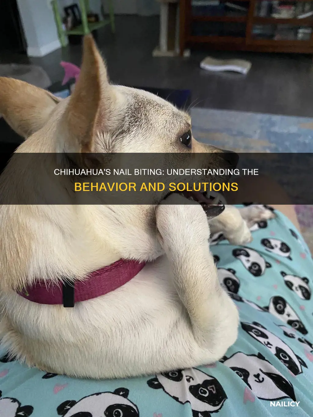 what does it mean if my chihuahaua bits nails