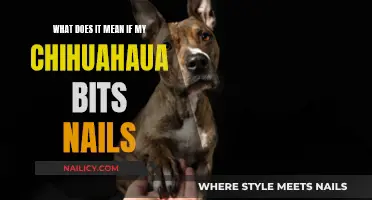 Why Does My Chihuahua Bite Nails?