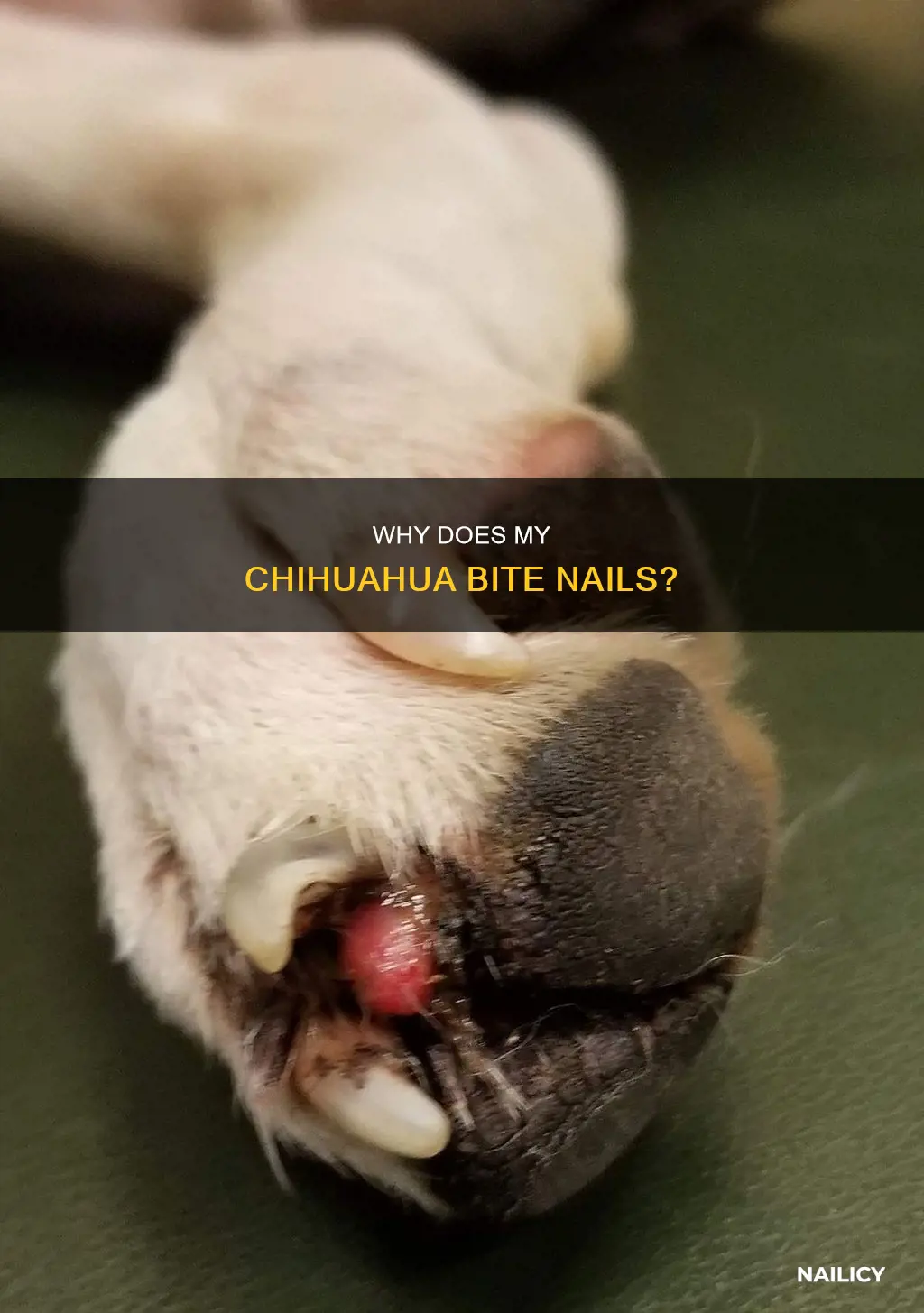 what does it mean if my chihuahaua bits nails