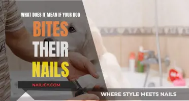 Why Does Your Dog Bite Their Nails?