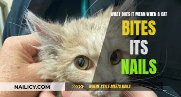 Cat Nail-Biting: Understanding Your Pet's Behavior