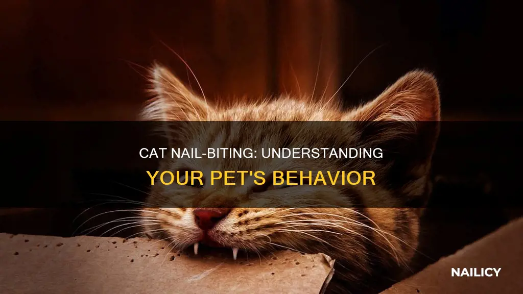 what does it mean when a cat bites its nails