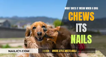 Why Do Dogs Chew Their Nails?