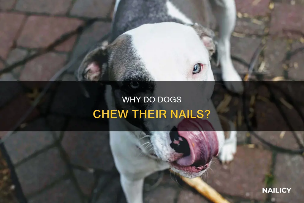 what does it mean when a dog chews its nails