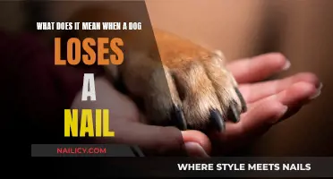 Dog Nail Loss: What It Means and What to Do
