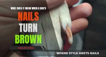 Unraveling the Mystery: Why Your Dog's Nails Turn Brown