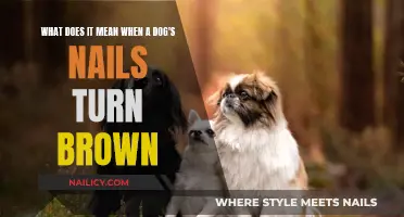 Dog's Nails Turning Brown: What Does It Mean?