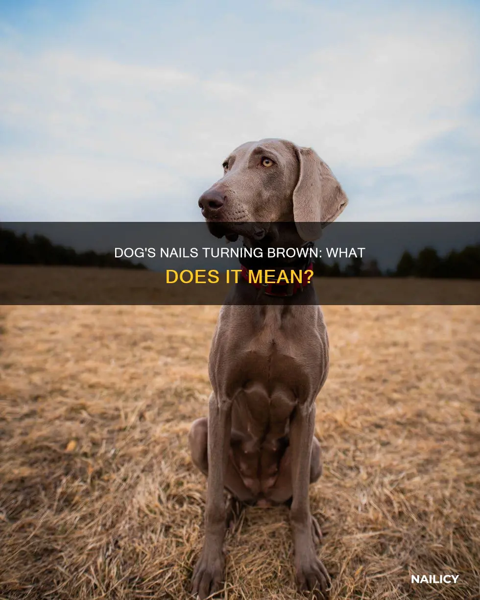 what does it mean when a dog