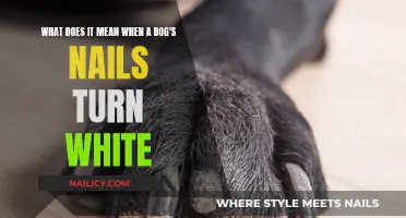 Unraveling the Mystery: When Your Dog's Nails Turn White