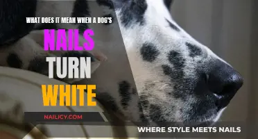 Dog Nail Health: White Nails, What Does It Mean?