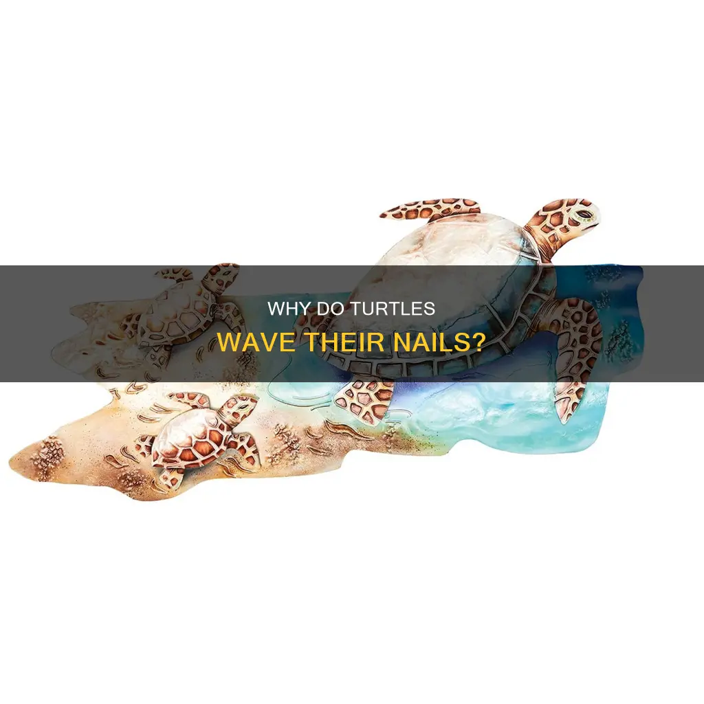 what does it mean when a turtle waves their nails