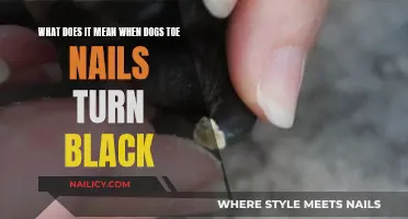 Black Toenails in Dogs: What Does it Mean?