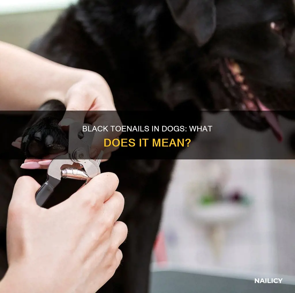 what does it mean when dogs toe nails turn black