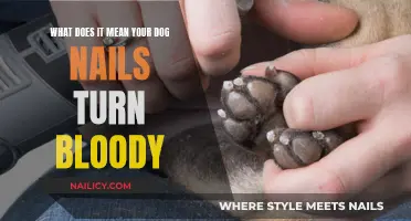 Dog Nail Bed Bleeding: What Does It Mean?