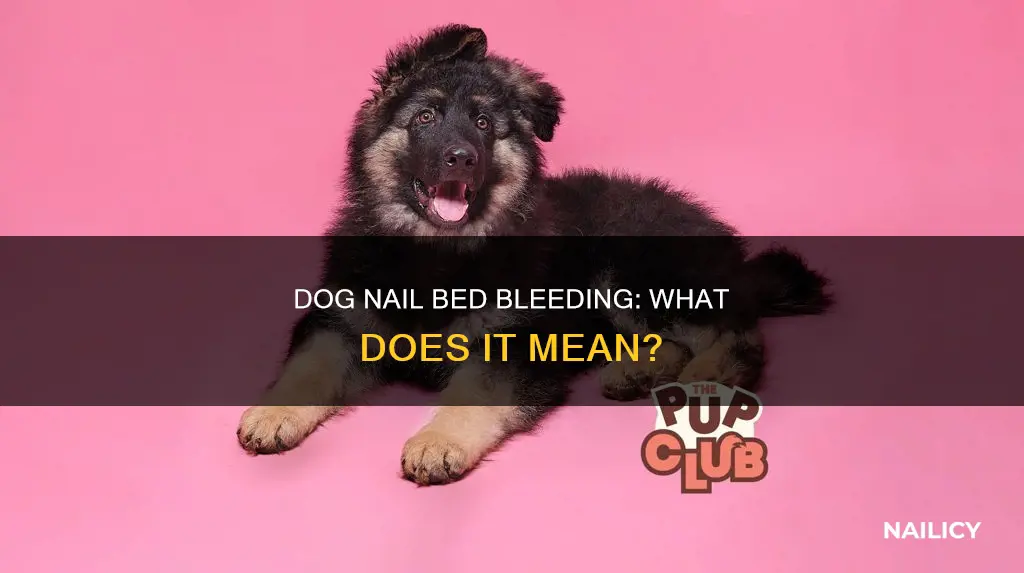 what does it mean your dog nails turn bloody