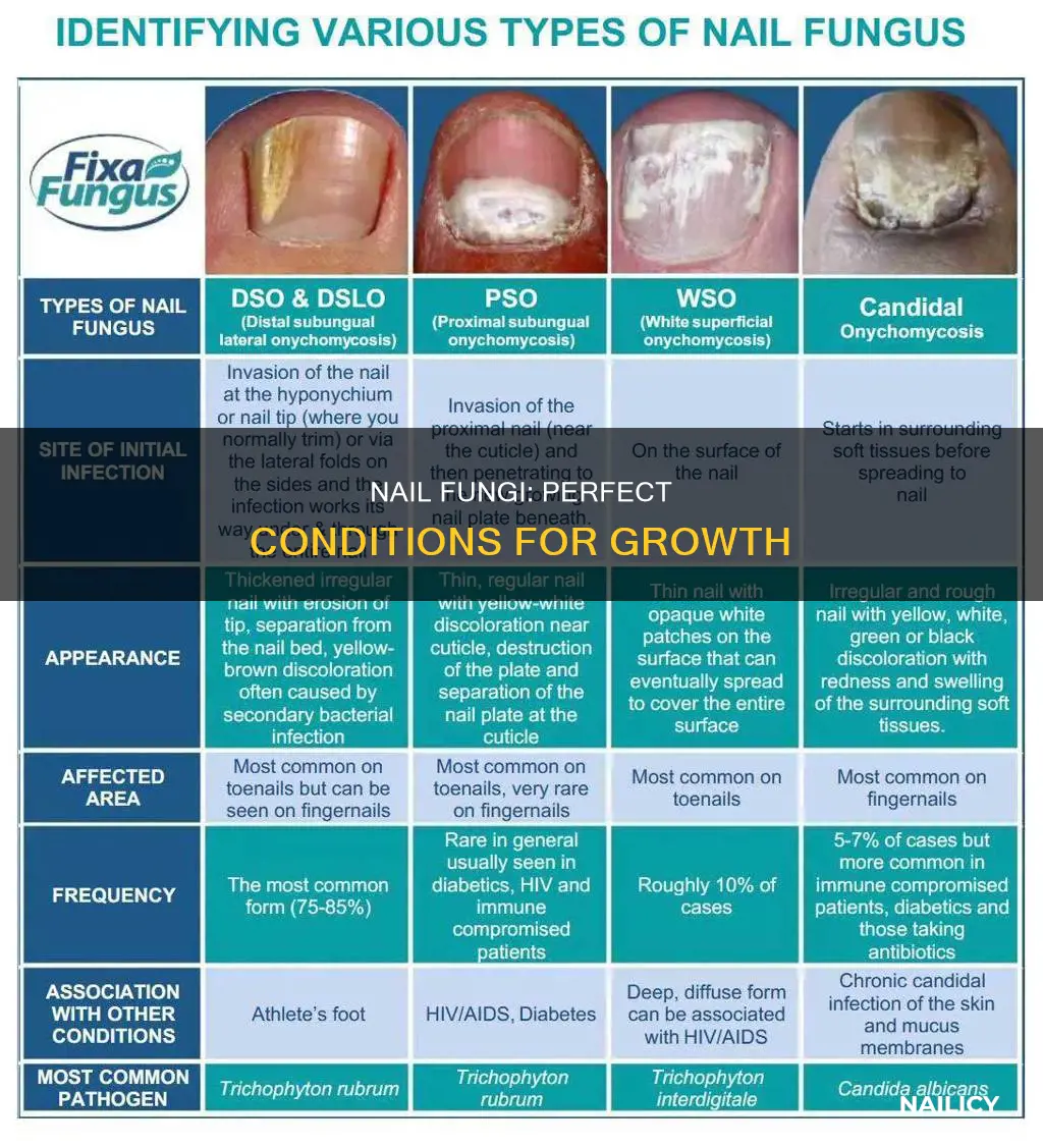what does nail fungi need to grow