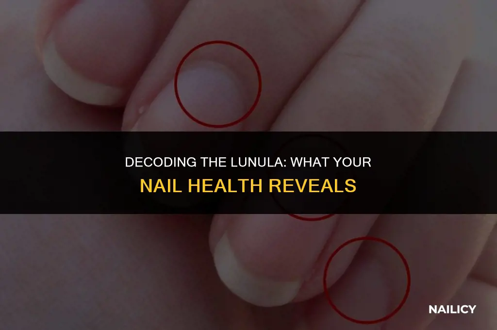 what does nail lunula indicate