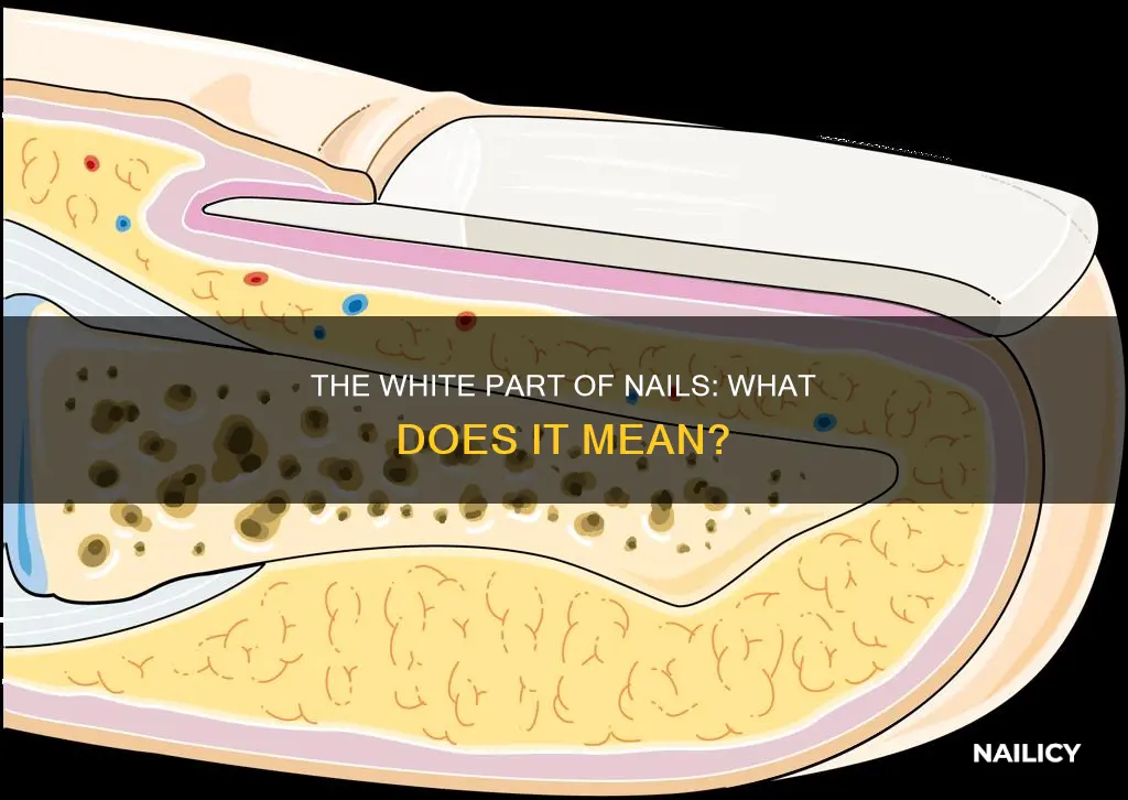 what does the wgite part mean in a nail