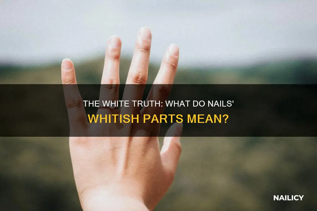what does the whitish part of the nail mean