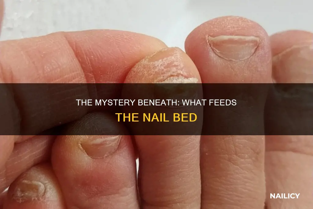 what eats the dirt under your finger nails