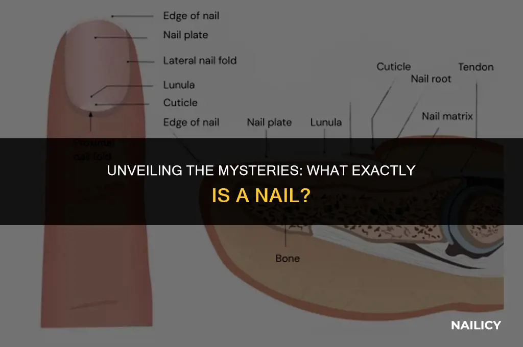 what exactly is a nail