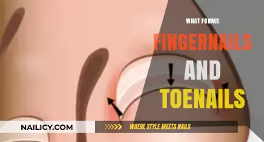 Understanding Nail Formation: The Science Behind Fingernails and Toenails