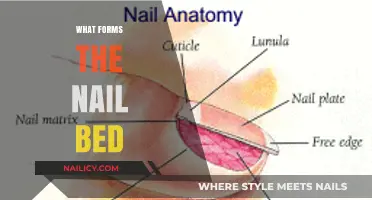 Exploring the Anatomy: What Structures Form the Nail Bed?