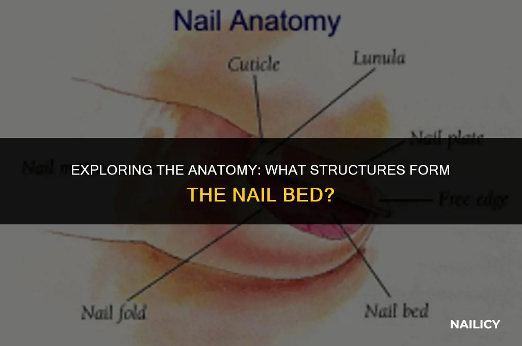 what forms the nail bed