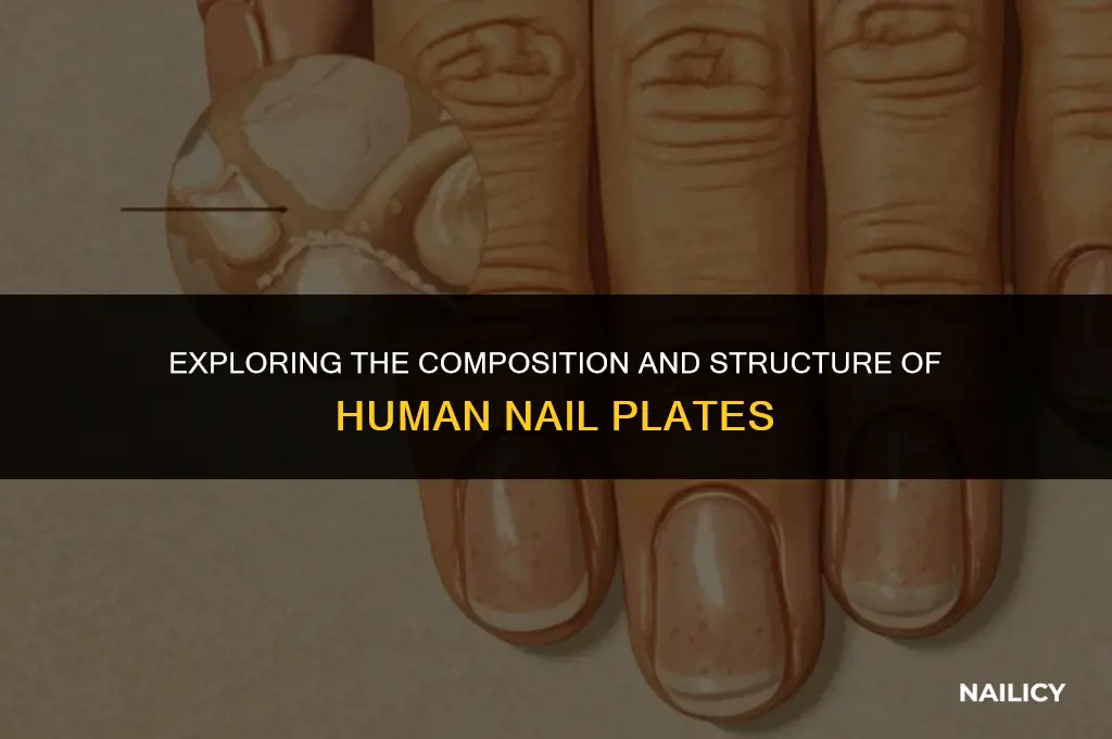 what forms the nail plate