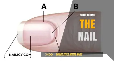 Exploring the Composition and Structure of Nails