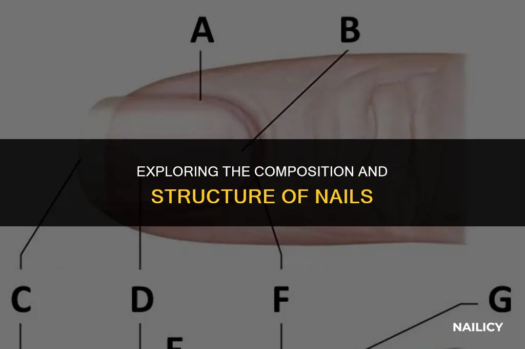 what forms the nail