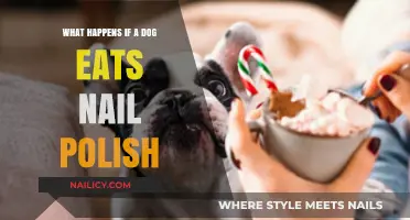 Dog Ate Nail Polish? Symptoms, Risks, and Emergency Steps