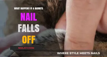 Rabbit Nail Loss: Causes, Care, and Recovery Explained