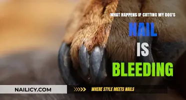 How to Stop Dog Nail Bleeding