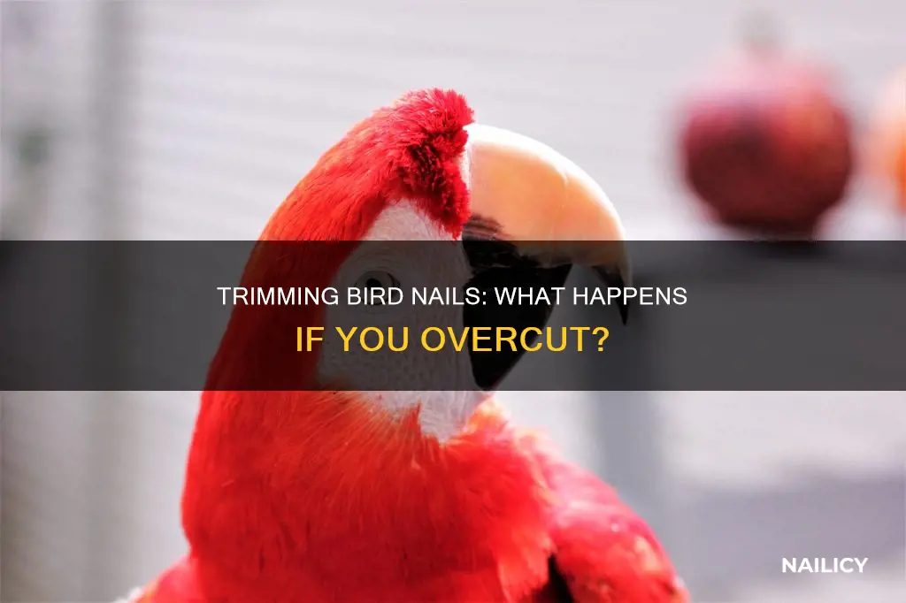 what happens if i cut my birds nails too short